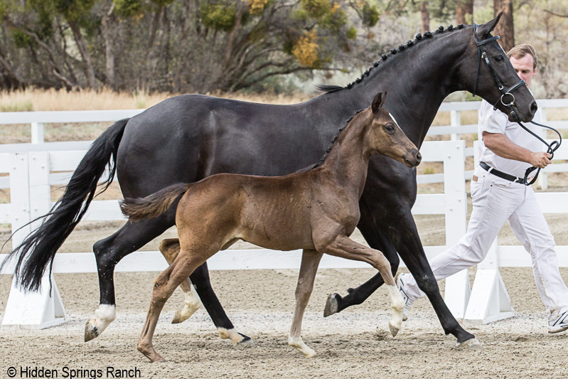 frederica and foal