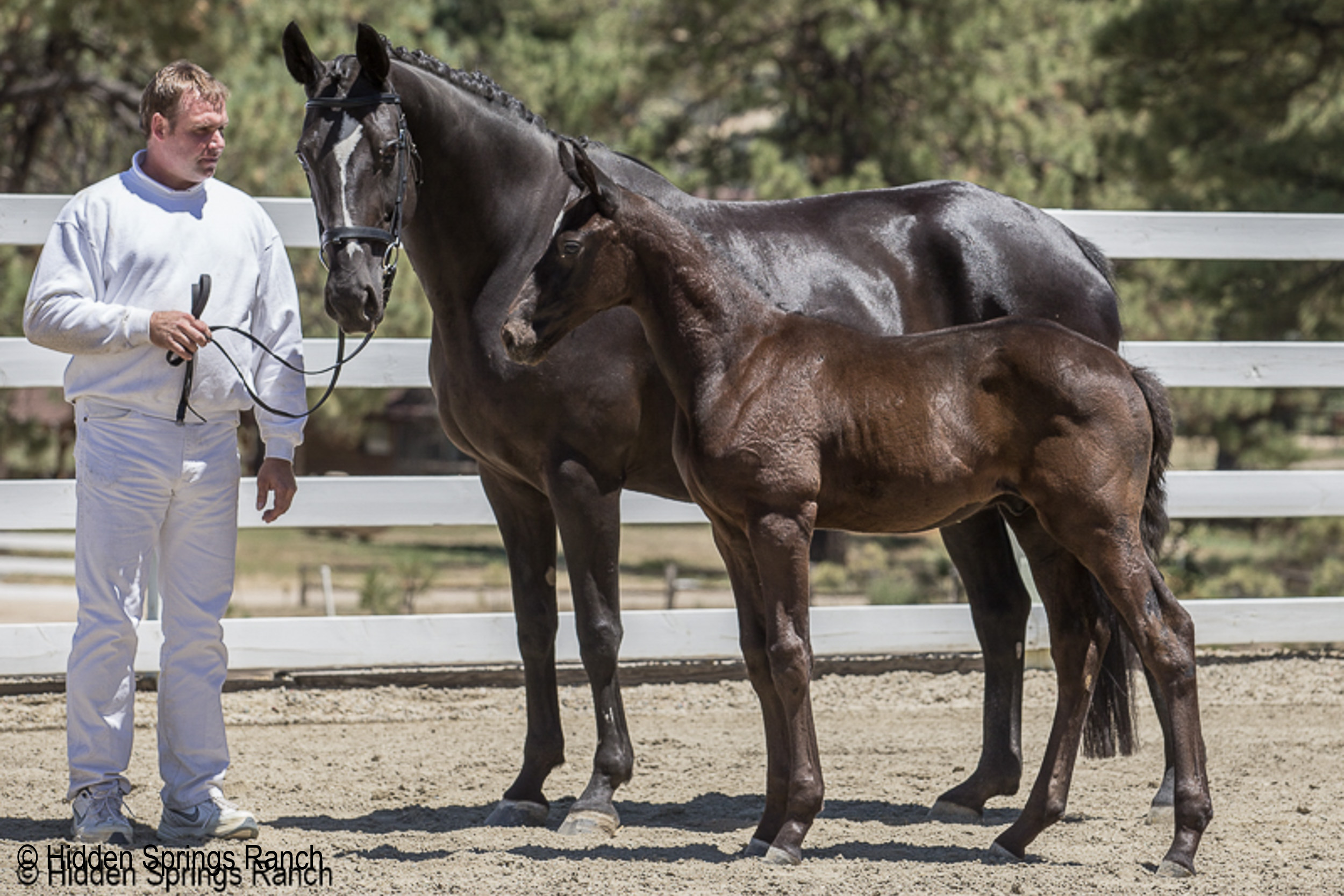 Mare and foal