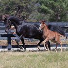 Mare and foal in pasture
