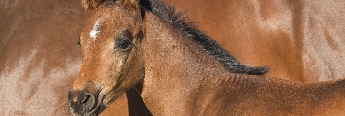 Chestnut foal