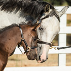 Mare and foal